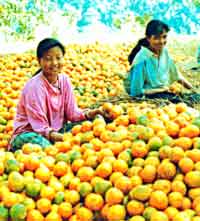 Grading Citrus