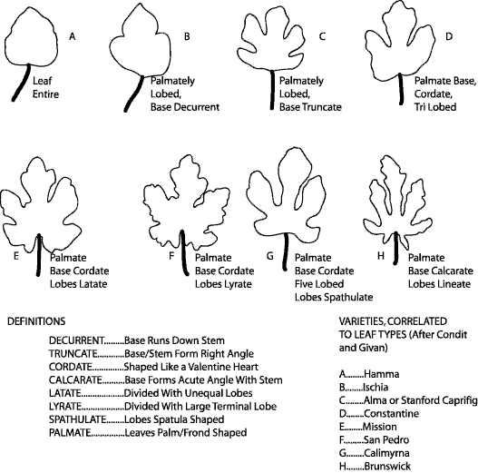 chart of leaf shapes