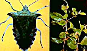 Shield Bug and Loranthus