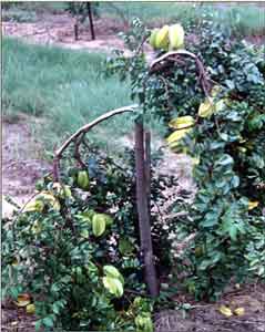 Photo of Small Carambola Tree