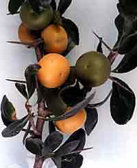 photo of dovyalis fruit