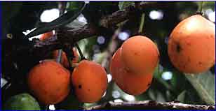 photo of African mangosteen