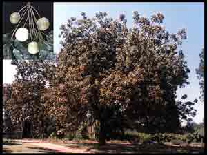 photo of marula tree and fruit