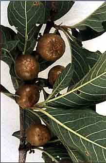 photo of Mispel fruit