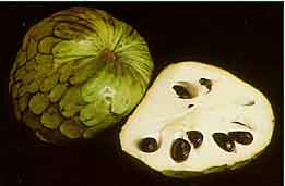 Photo of Cherimoya