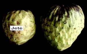 Photo of Jete Annona