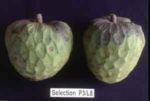 Photo of Seedling Annona