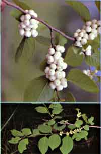 white Currant