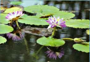 Waterlily