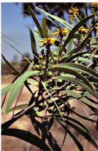 Persoonia falcata