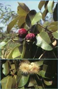 Red Bush Apple