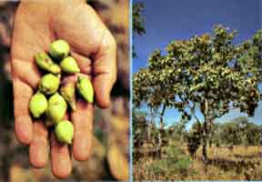 Billy Goat Plum