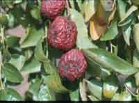 Drying Jujubes