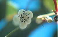 Male flower