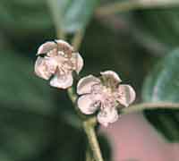 Female flower