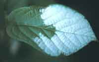 Variegated Leaf