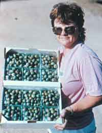 Trays of Kiwifruits