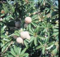 Photo of Sapodilla