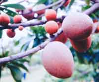 Photo of Mamey Sapote