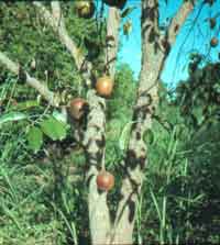 Photo of Star Apple