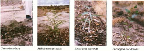 Photos of Little Trees