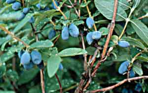 Blue Honeysuckle Berries