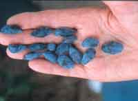 Blue Honeysuckle Berries